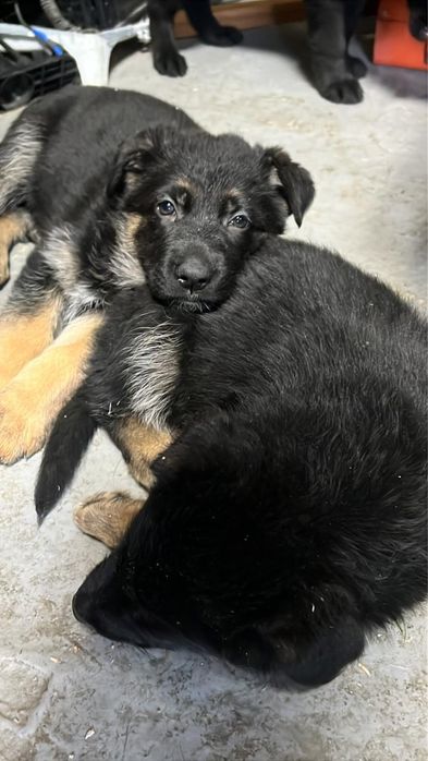 Продам щенков немецкой овчарки