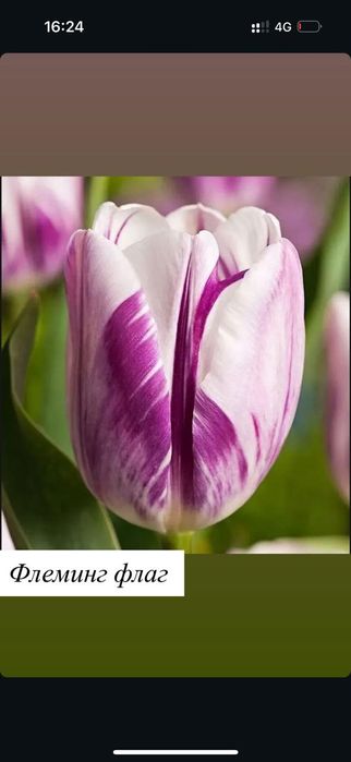 Тюльпаны в широком ассортименте