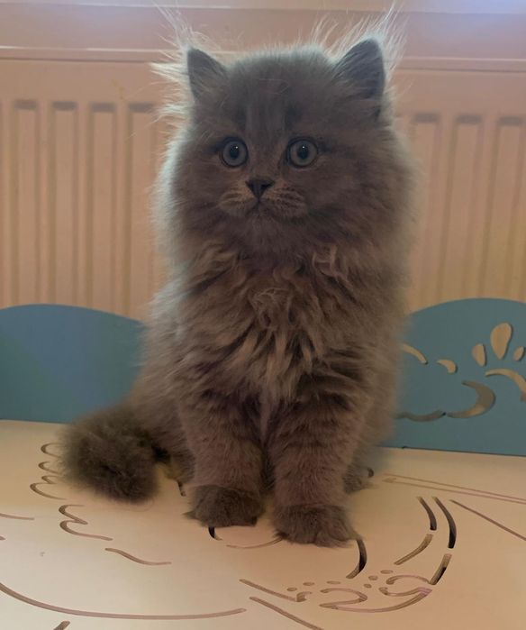 Băiețel British Longhair blue