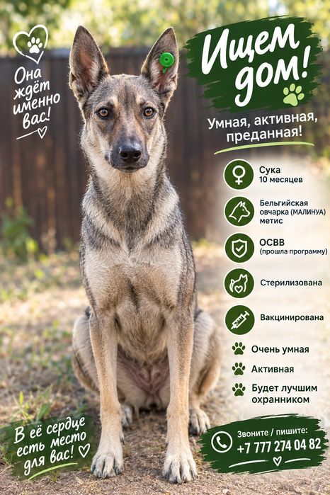 Бельгийская овчарка ищет дом