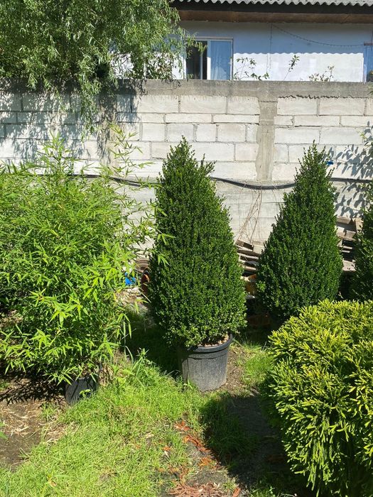 Pon pon spirala gold rider plante ornamentale