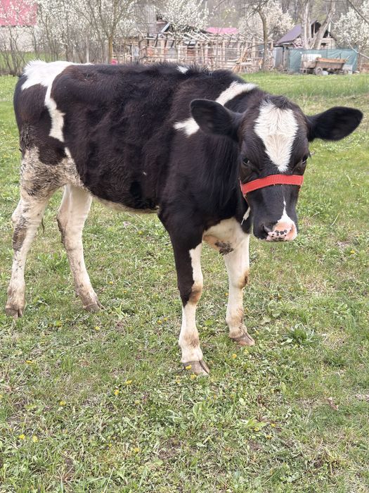 Junica holstein( 7 luni jumate) si vaca de lapte.