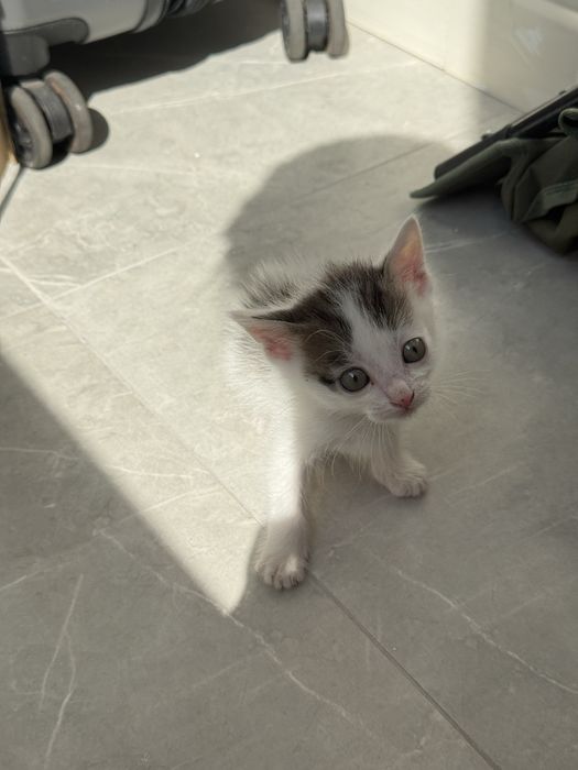 Отдам 3-х котят , срочно, нашла в подьезде