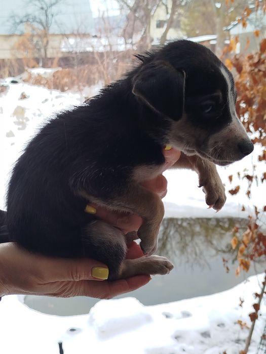 Щенки метисы отдам бесплатно!