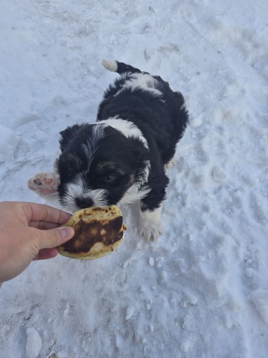 Отдам даром щенка девочка