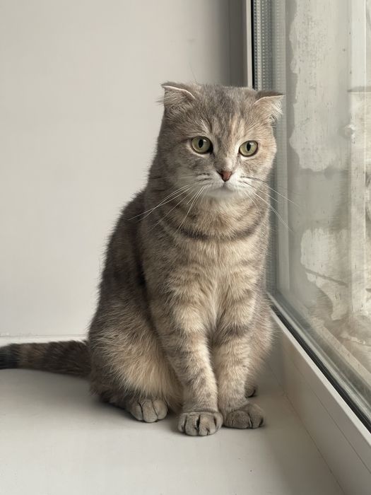 Отдам в добрые руки