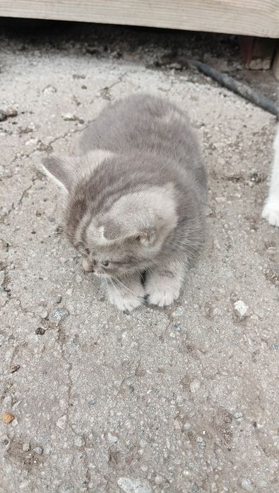 Отдам котят в добрые руки