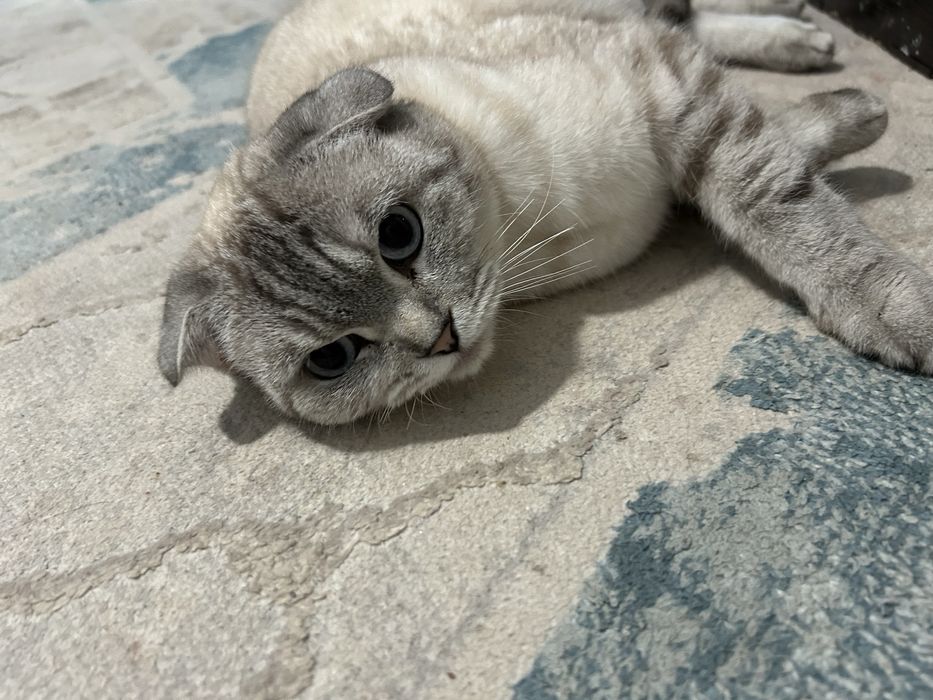 Кошка ,девочка,6лет,не родила совсем,