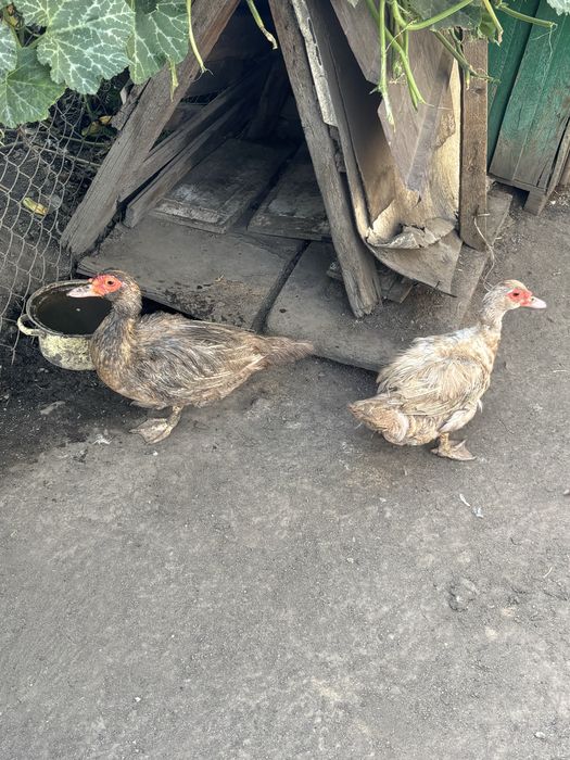 Продам индоутку с утятами