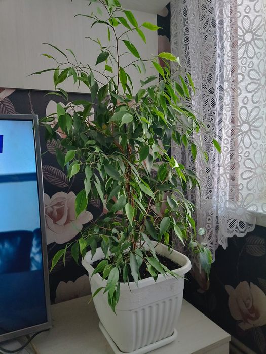 Комнатные цветы декоративные
