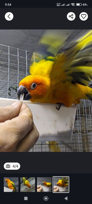 Попугай солнечный аратинга.