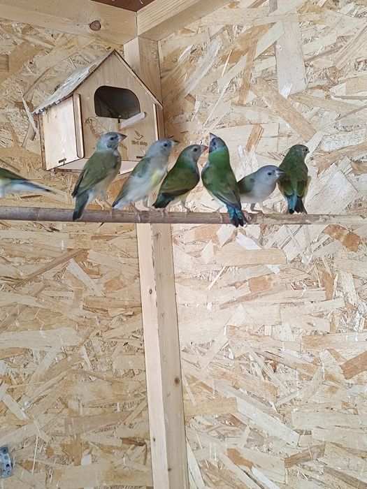 Продам Амадины ГУЛЬДА ОПТОМ