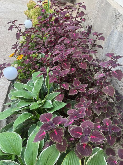 Колеус. Комнатное растение