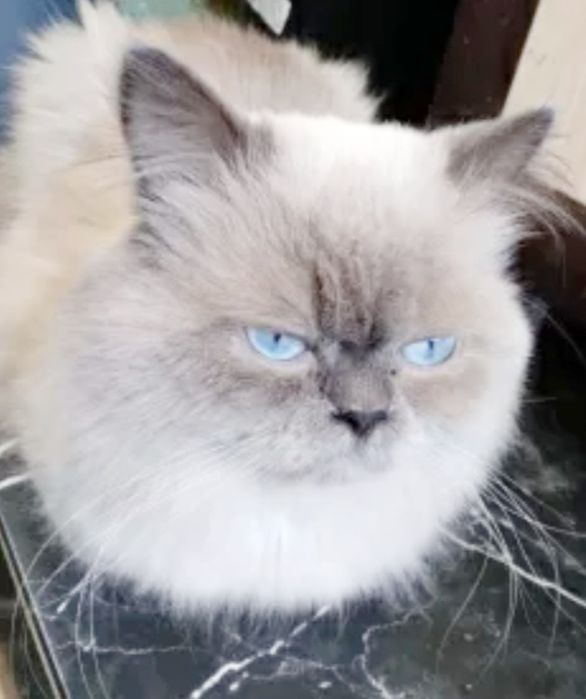 Скоттиш Страйт колор поинт вязка