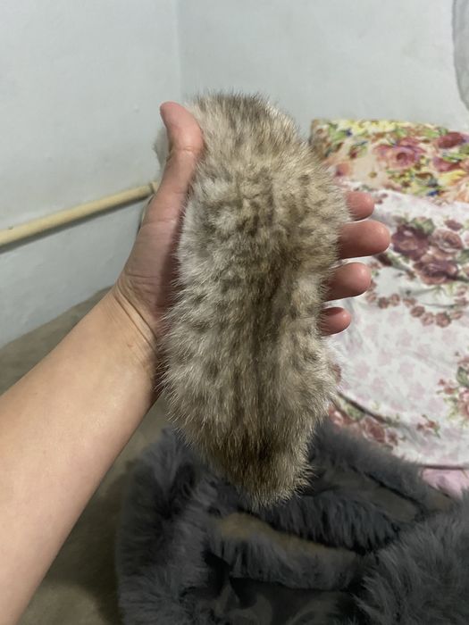 Шотландская Шиншилла