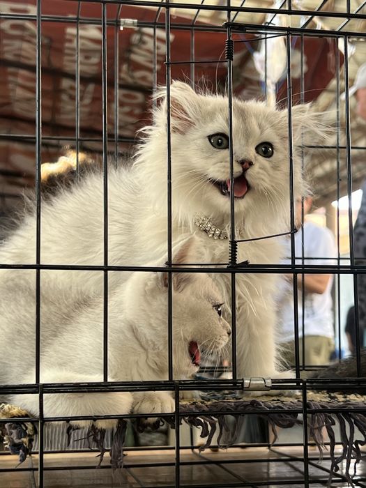 Британские шиншиллы, чистокровные, королевской породы