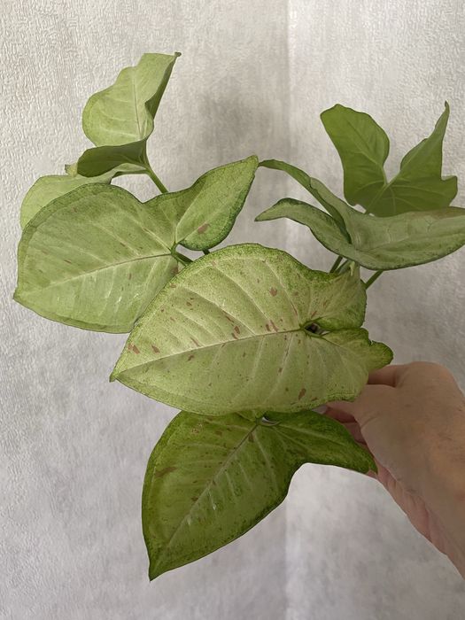 Сортовые сингониумы