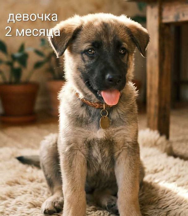 Отдам щенят мама хаски