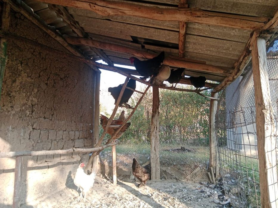 Тауықтар сатылады