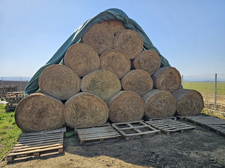 Baloti lucernă 120x120