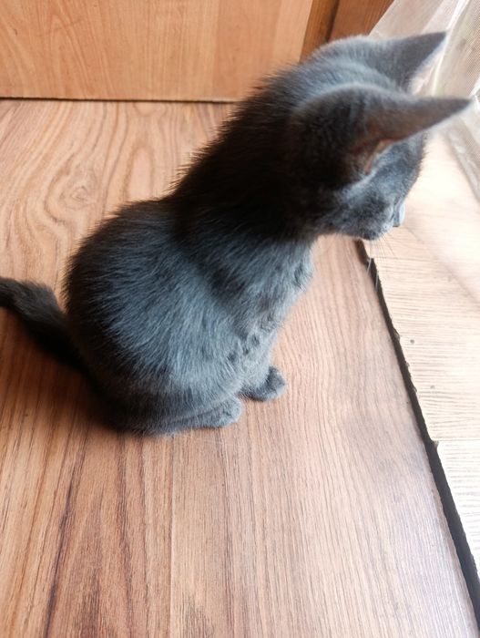 Отдам котёнка, девочка.