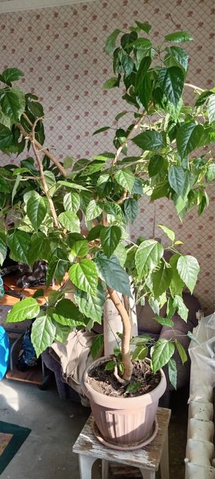Продам розу китайский гибискус