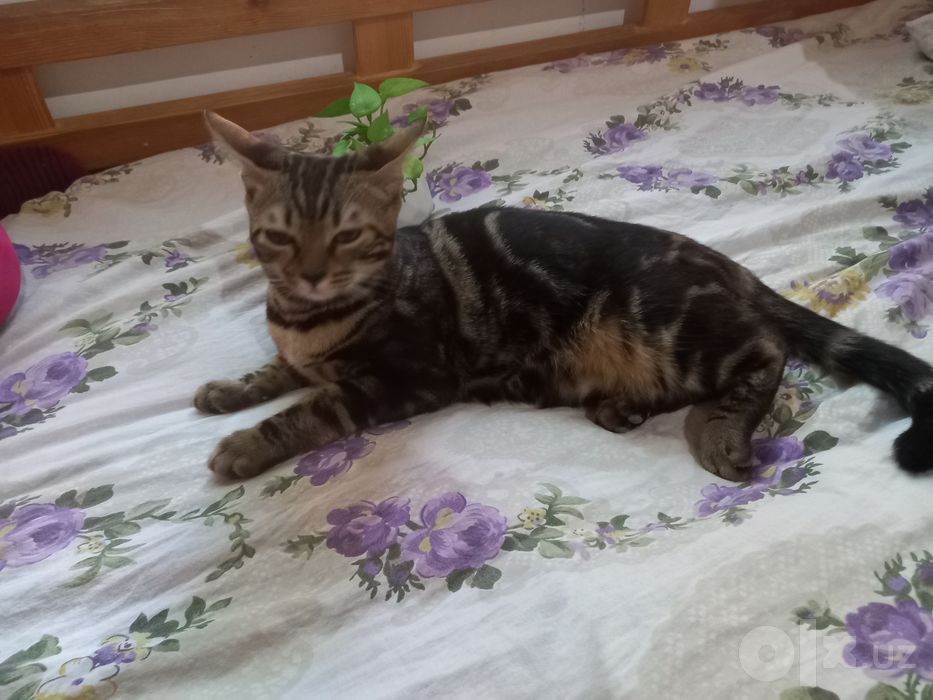 Bengalskiy mushuk