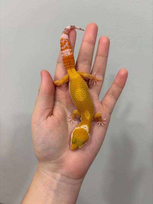 Эублефары разных морф