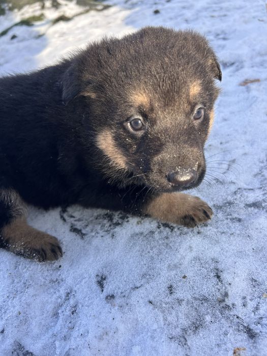 Отдаю щанят полу авчарок
