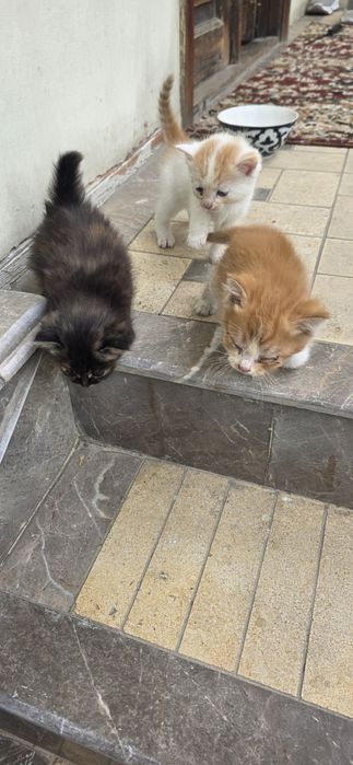 Мушиг боллари кимга кере булса бееорга