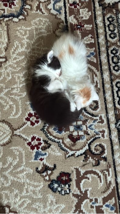 Отдам белого котенка девочку