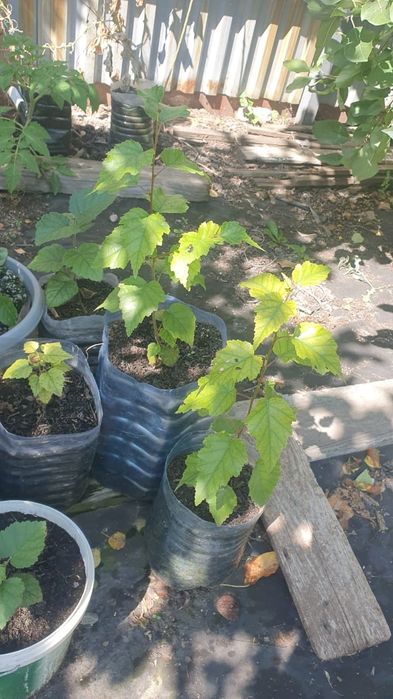 Берёзки в горшках.