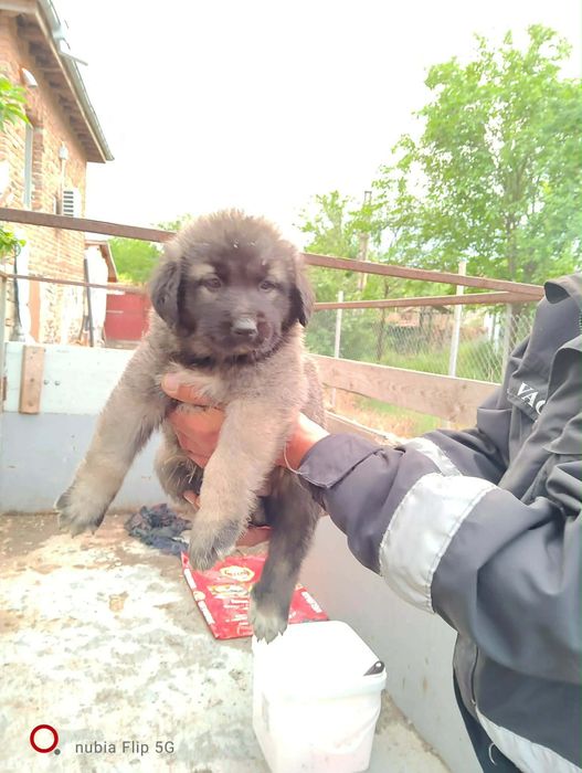 Малки кученца кангали