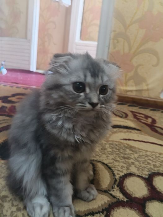 Mushuk sotiladi!