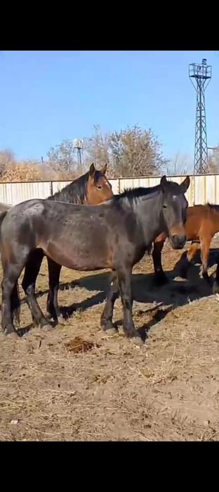 Қысыр бие сатамын