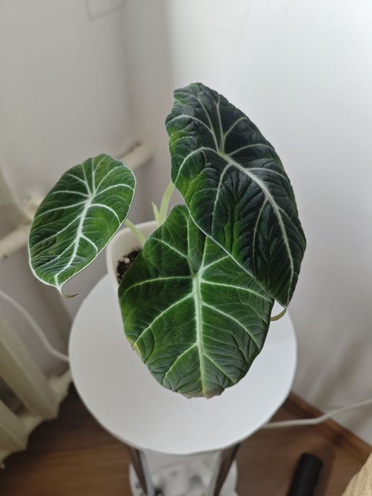 Алоказия домашняя