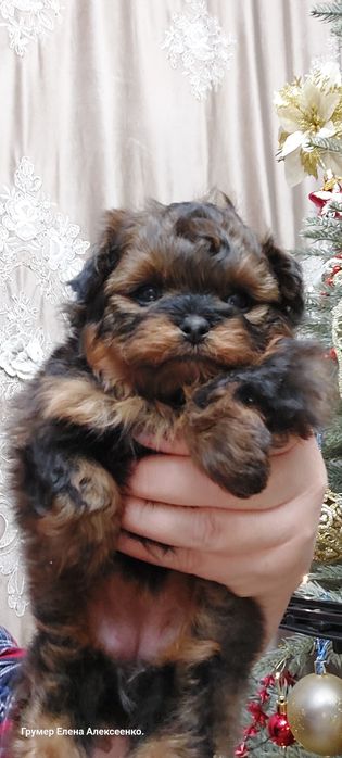 Две девочки Помапу