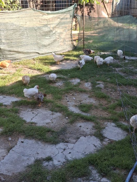 Vand un lot de 37 de pui de casa