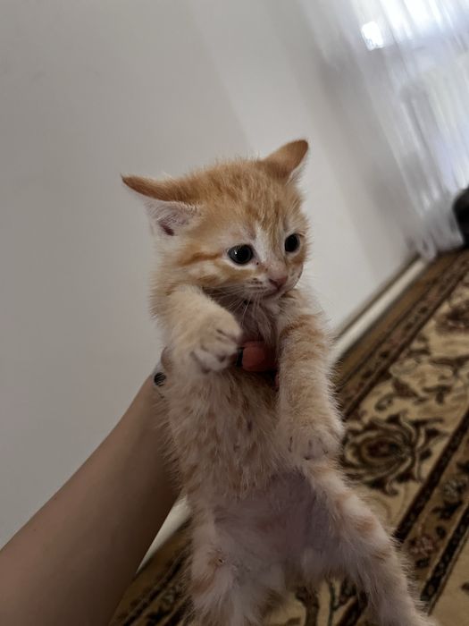 Отдам котёнка в хорошие руки