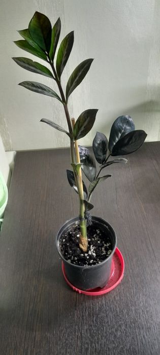 Долларовое дерево черное Равен