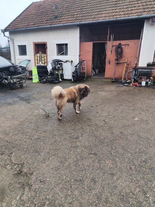 Mascul Ciobanesc caucazian accept și schimb cu alte animale de fermă.