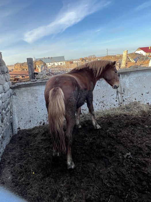 Продается донен