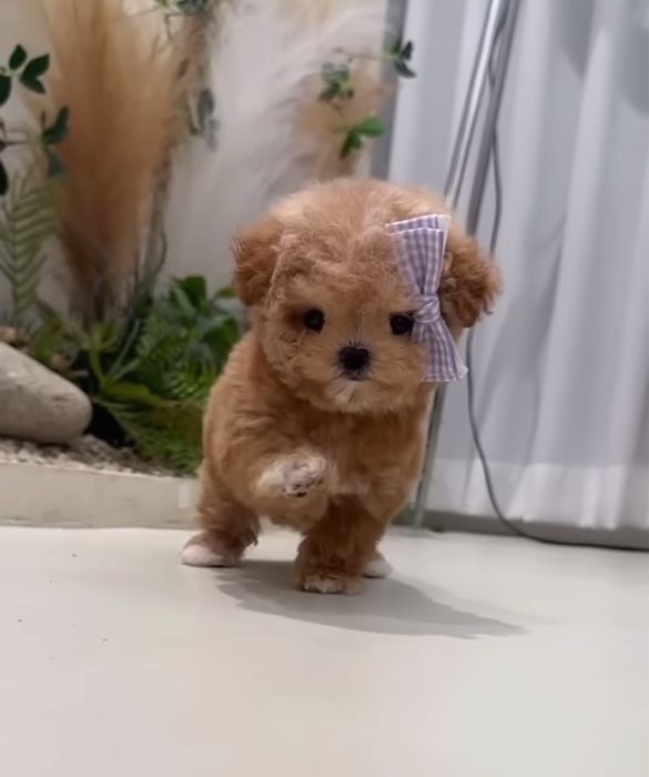 Щенок мальтипу девочка мини