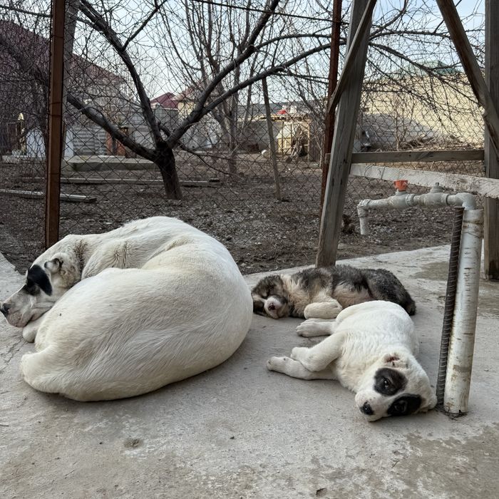 Продается щёнки Алабай САО
