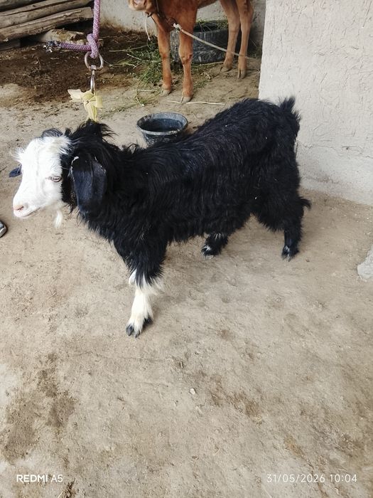 Kal erkak gechi soğlom yeb ichishi zör