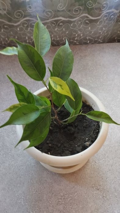 Фикус Бенджамина