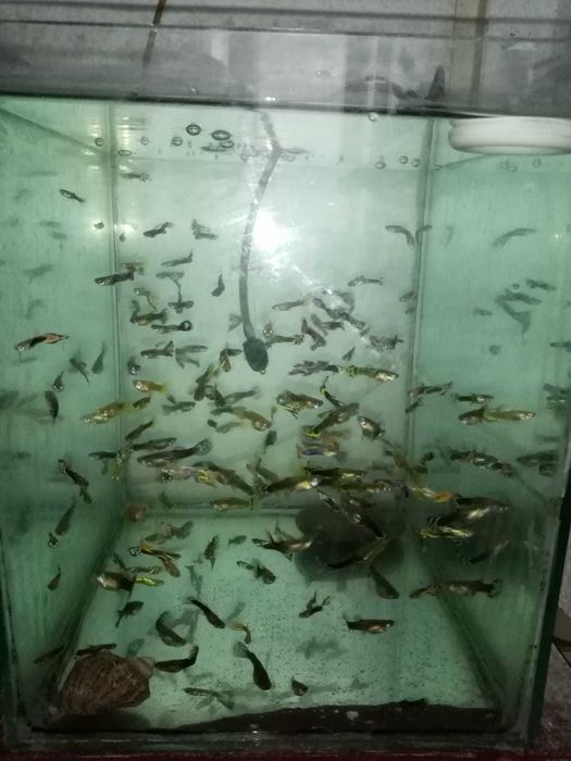 Pesti de acvariu Guppy