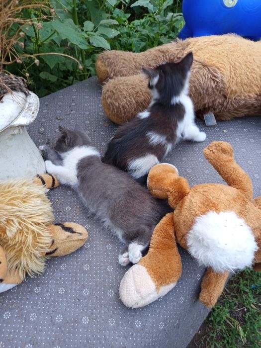 Котята красивые