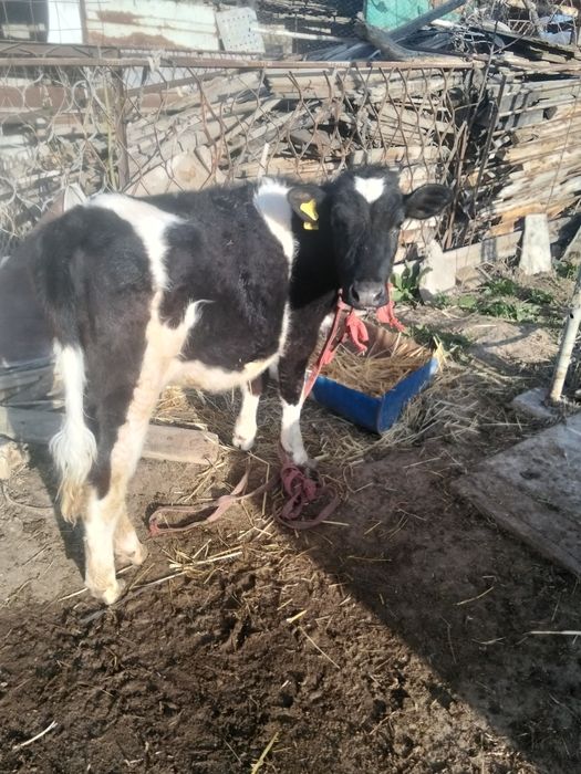 Сиырлар сатылады,тез арада