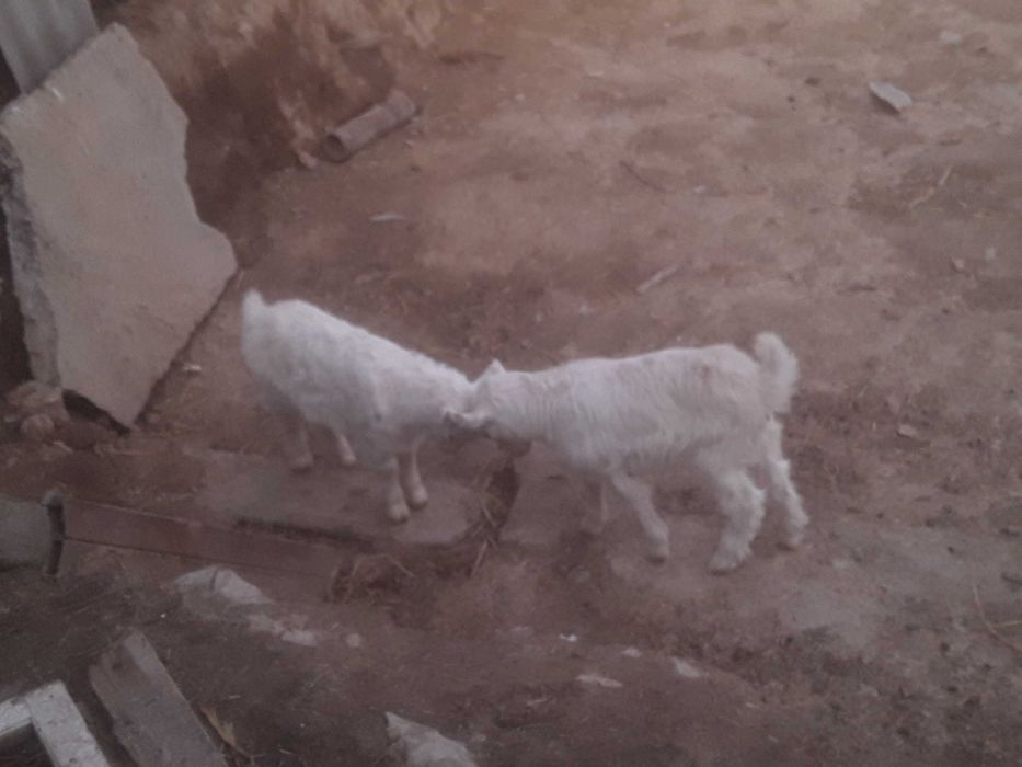 Erkak uloqchalar bor